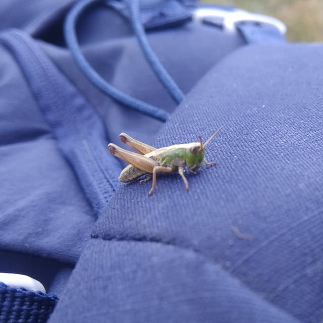 Grasshopper!